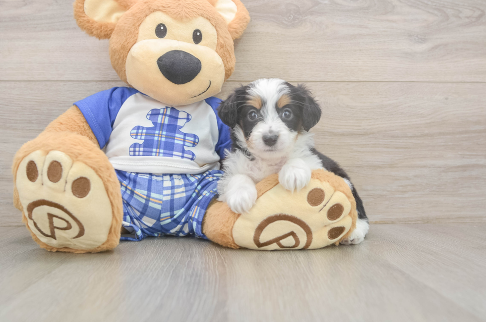 5 week old Mini Aussiedoodle Puppy For Sale - Florida Fur Babies