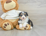 8 week old Mini Aussiedoodle Puppy For Sale - Florida Fur Babies