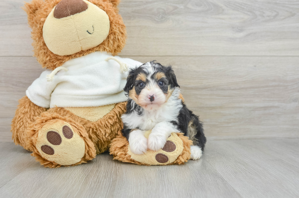 7 week old Mini Aussiedoodle Puppy For Sale - Florida Fur Babies