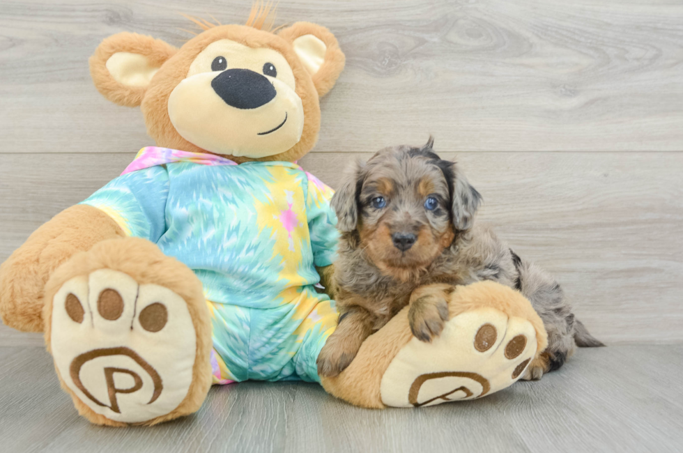 5 week old Mini Aussiedoodle Puppy For Sale - Florida Fur Babies