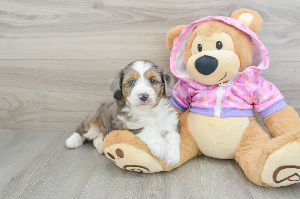 5 week old Mini Aussiedoodle Puppy For Sale - Florida Fur Babies