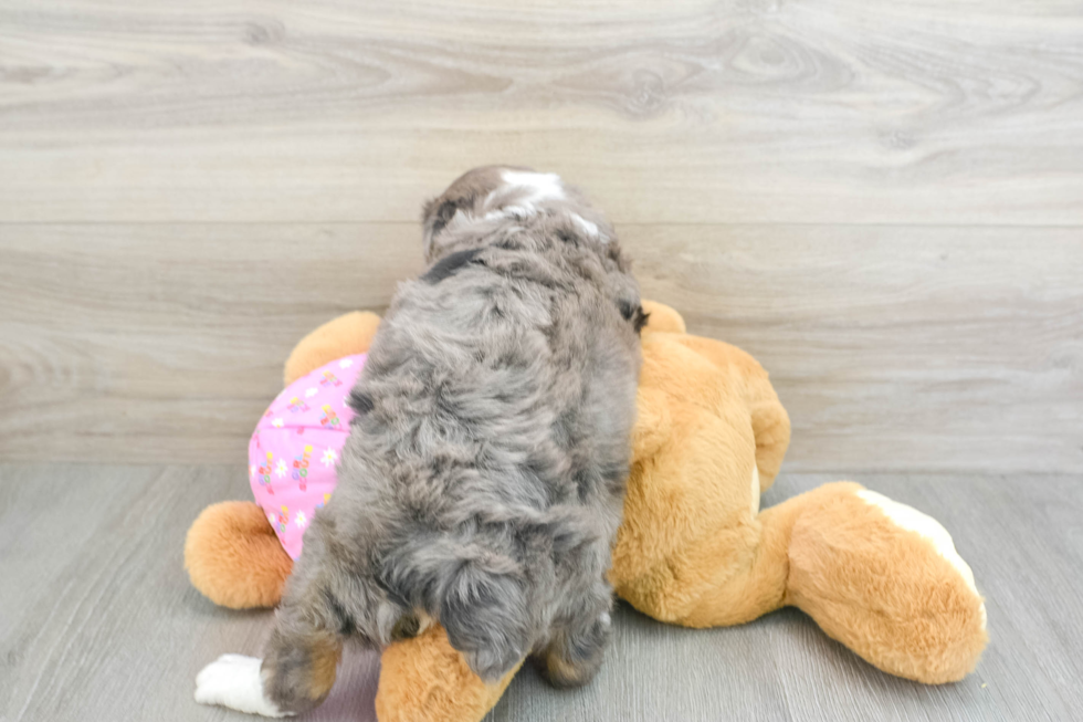 Smart Mini Aussiedoodle Poodle Mix Pup