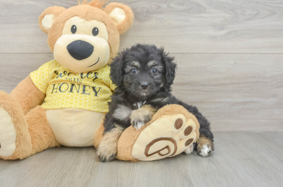 5 week old Mini Aussiedoodle Puppy For Sale - Florida Fur Babies