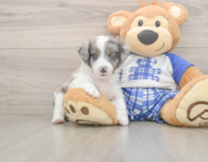 9 week old Mini Aussiedoodle Puppy For Sale - Florida Fur Babies