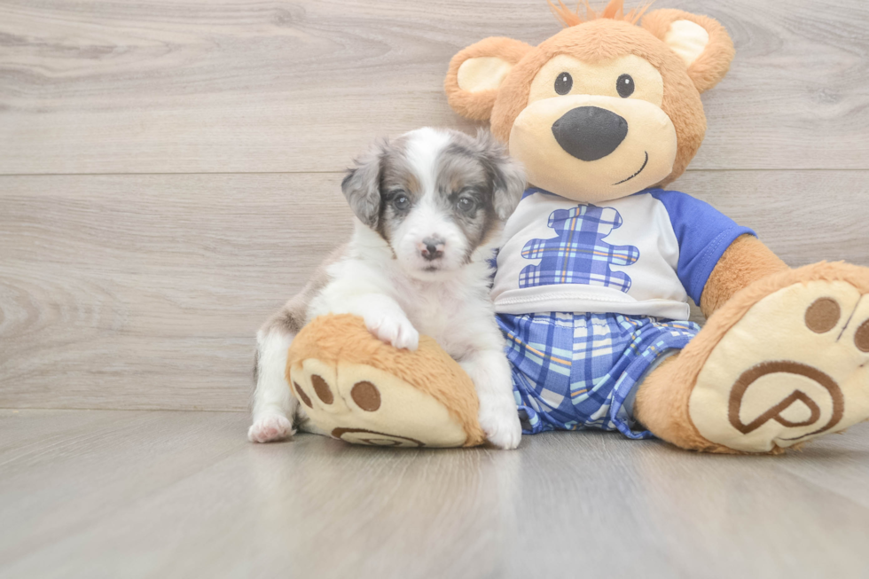 Mini Aussiedoodle Puppy for Adoption