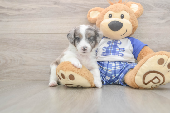 Mini Aussiedoodle Puppy for Adoption