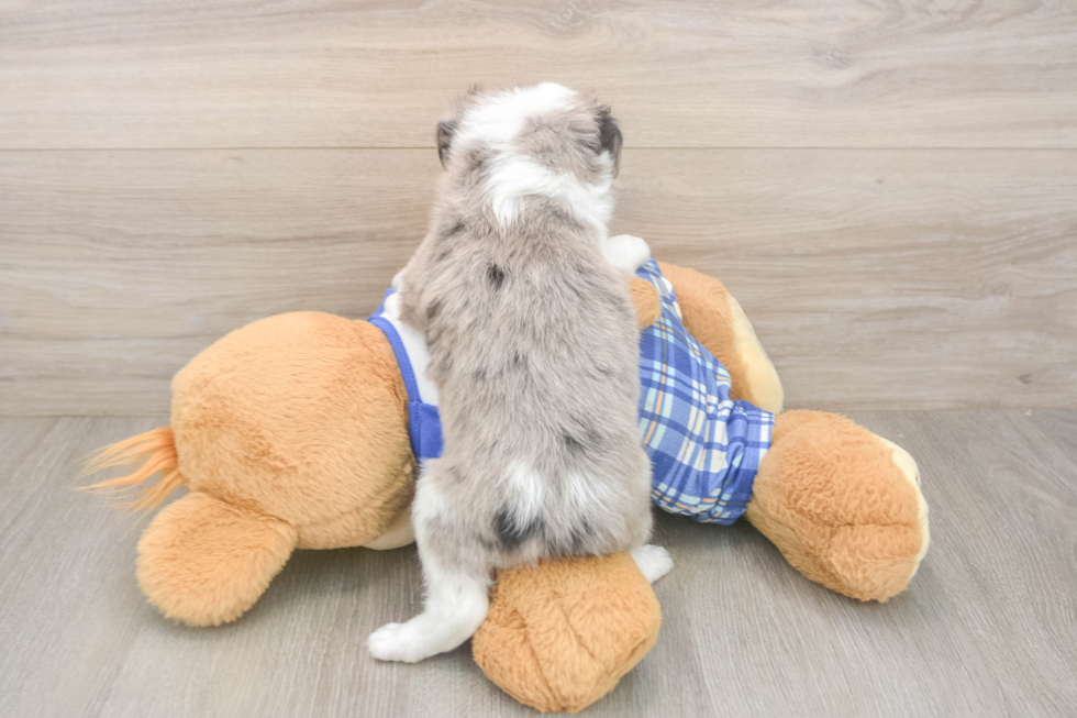 Best Mini Aussiedoodle Baby