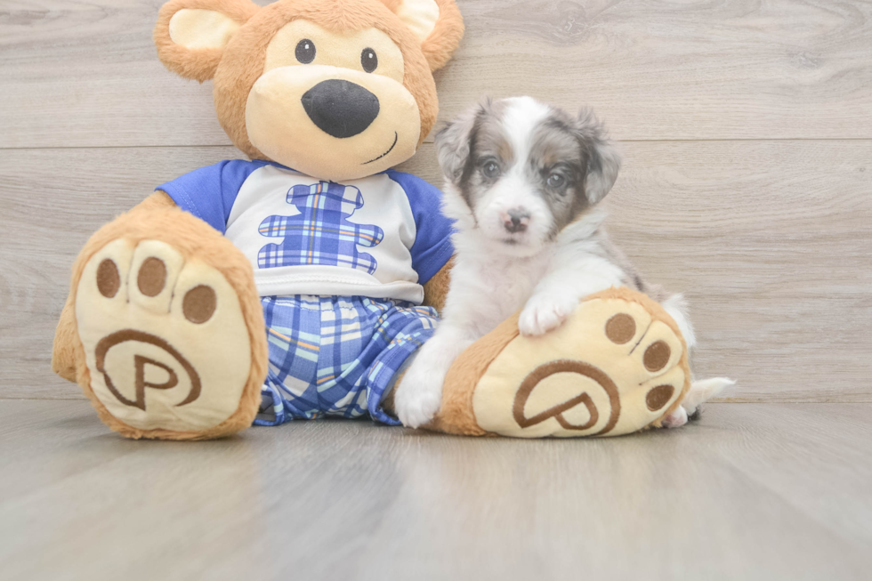 Mini Aussiedoodle Puppy for Adoption