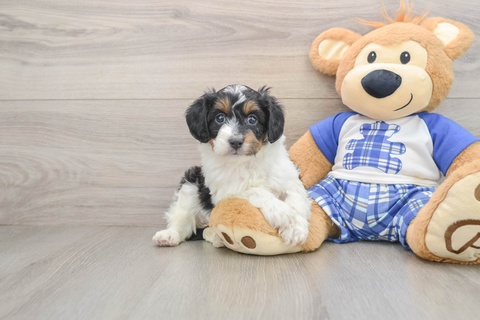 Petite Mini Aussiedoodle Poodle Mix Pup