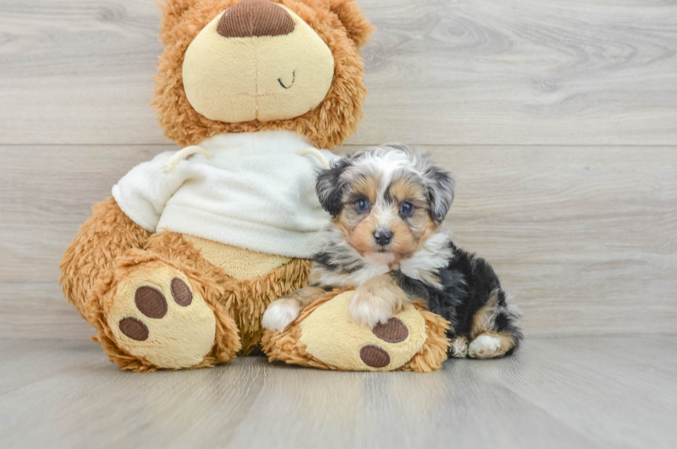 5 week old Mini Aussiedoodle Puppy For Sale - Florida Fur Babies