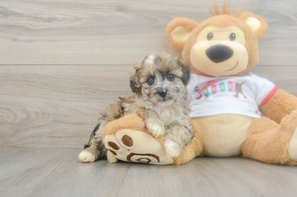 5 week old Mini Aussiedoodle Puppy For Sale - Florida Fur Babies