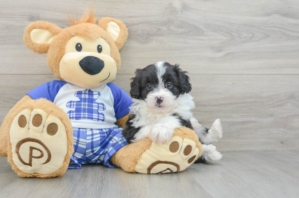 6 week old Mini Aussiedoodle Puppy For Sale - Florida Fur Babies