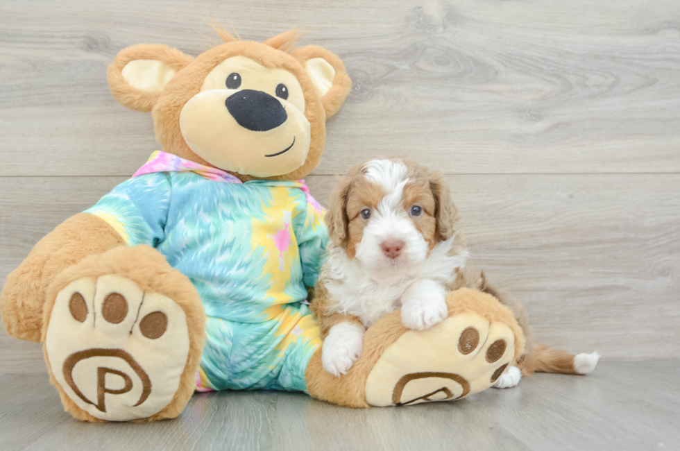 5 week old Mini Aussiedoodle Puppy For Sale - Florida Fur Babies