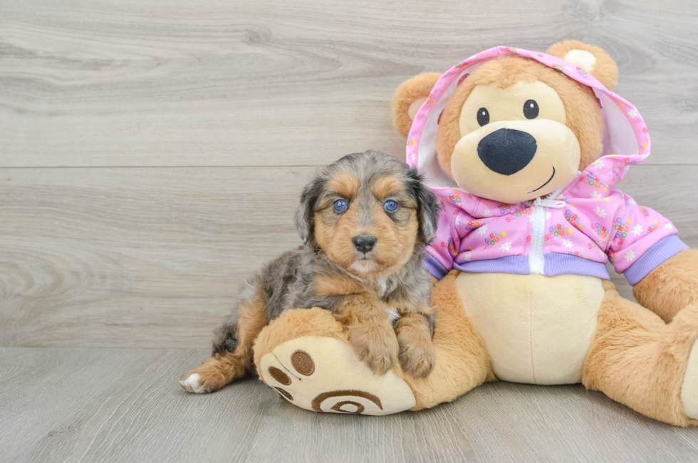 5 week old Mini Aussiedoodle Puppy For Sale - Florida Fur Babies