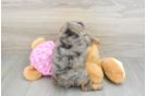 Mini Aussiedoodle Puppy for Adoption