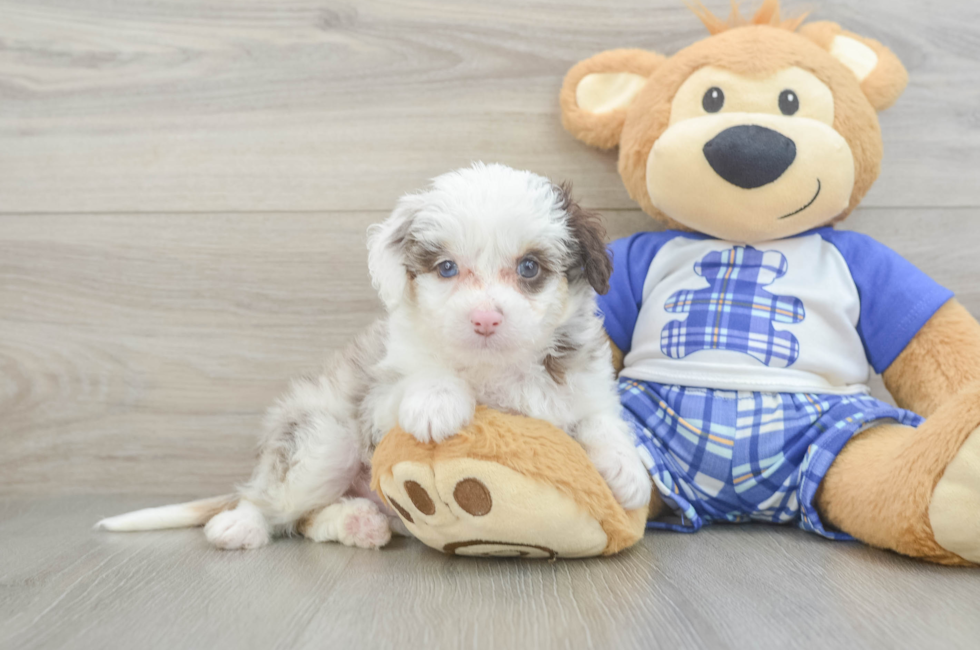 5 week old Mini Aussiedoodle Puppy For Sale - Florida Fur Babies
