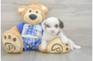 Small Mini Aussiedoodle Baby