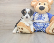 8 week old Mini Aussiedoodle Puppy For Sale - Florida Fur Babies