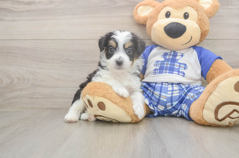 5 week old Mini Aussiedoodle Puppy For Sale - Florida Fur Babies