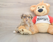 8 week old Mini Aussiedoodle Puppy For Sale - Florida Fur Babies
