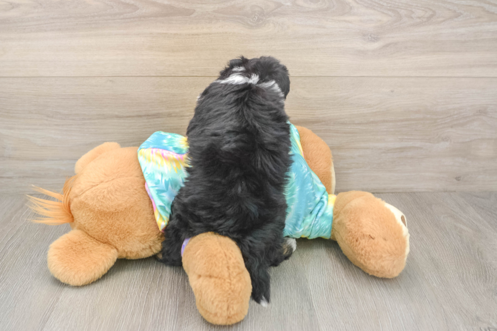 Popular Mini Aussiedoodle Poodle Mix Pup