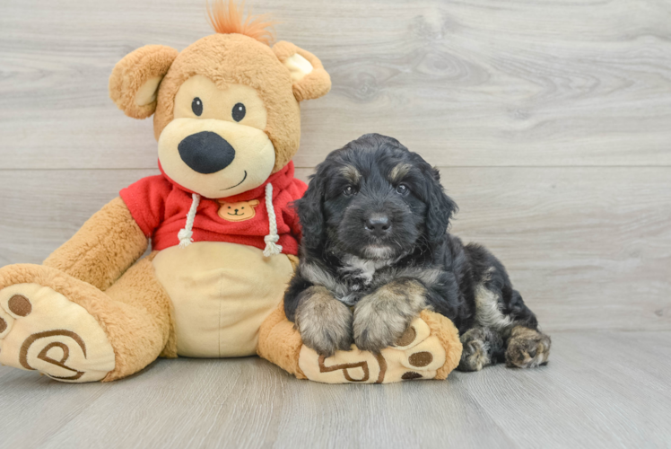 Mini Aussiedoodle Pup Being Cute