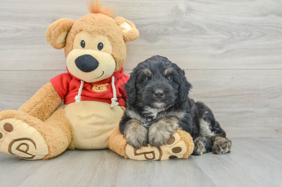 7 week old Mini Aussiedoodle Puppy For Sale - Florida Fur Babies