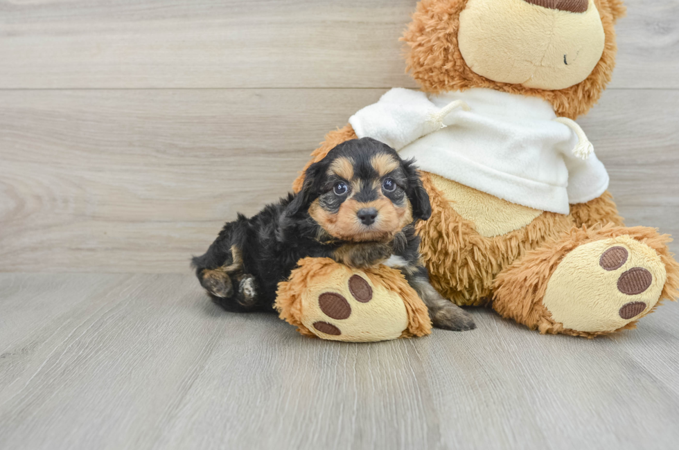 5 week old Mini Aussiedoodle Puppy For Sale - Florida Fur Babies