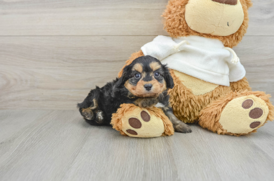 Energetic Aussie Poo Poodle Mix Puppy