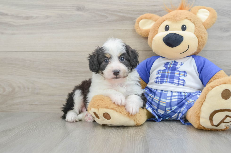 6 week old Mini Aussiedoodle Puppy For Sale - Florida Fur Babies