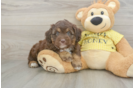 Funny Mini Aussiedoodle Poodle Mix Pup