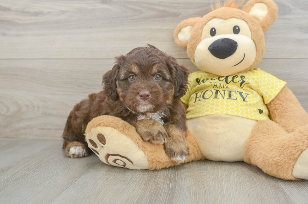 5 week old Mini Aussiedoodle Puppy For Sale - Florida Fur Babies