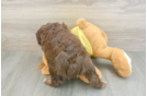 Popular Mini Aussiedoodle Poodle Mix Pup