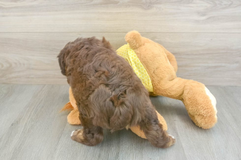 Popular Mini Aussiedoodle Poodle Mix Pup