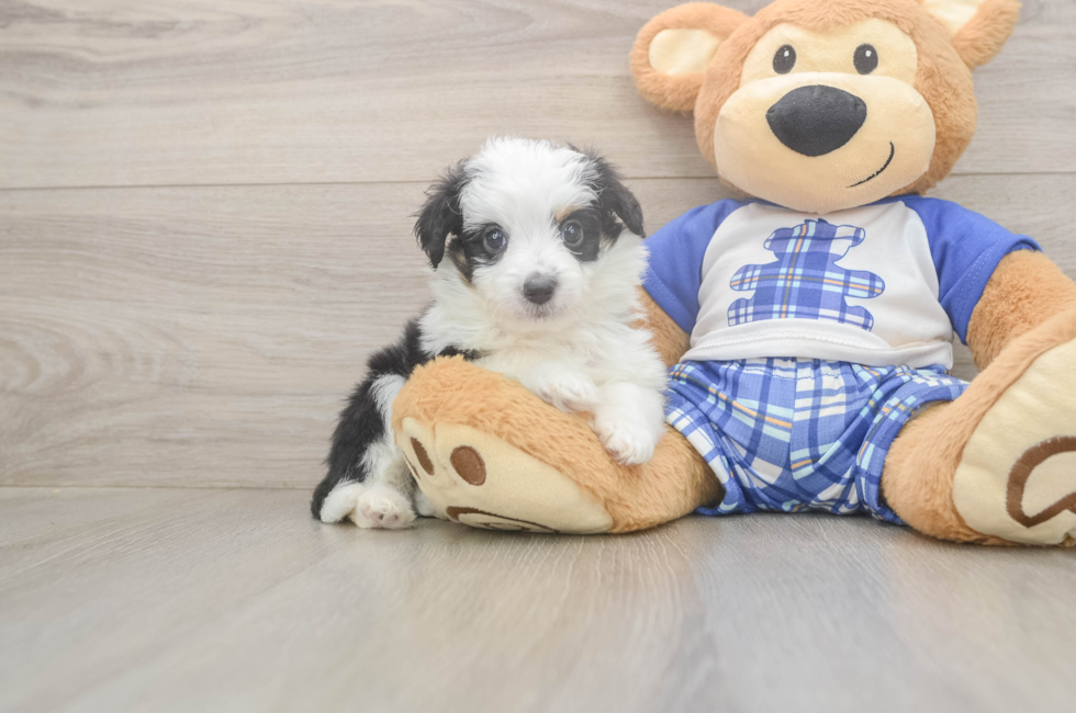 5 week old Mini Aussiedoodle Puppy For Sale - Florida Fur Babies