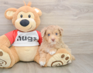 9 week old Mini Aussiedoodle Puppy For Sale - Florida Fur Babies