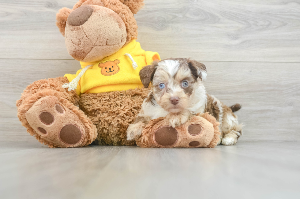 6 week old Mini Aussiedoodle Puppy For Sale - Florida Fur Babies