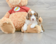 7 week old Mini Aussiedoodle Puppy For Sale - Florida Fur Babies