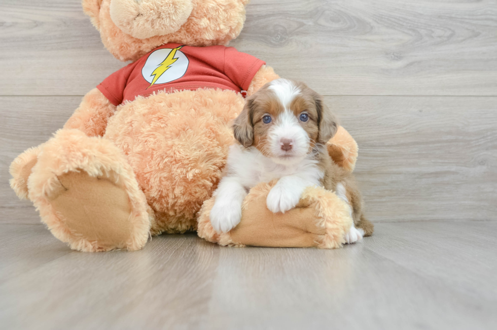 7 week old Mini Aussiedoodle Puppy For Sale - Florida Fur Babies