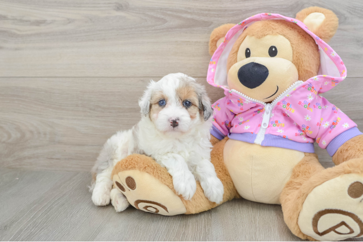 Little Mini Aussiepoo Poodle Mix Puppy