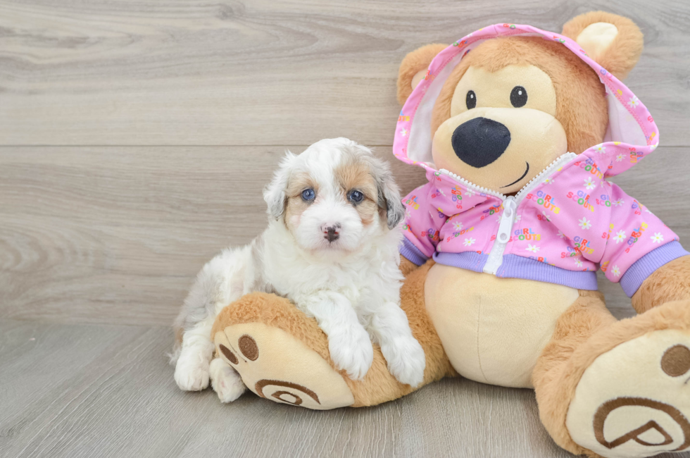 5 week old Mini Aussiedoodle Puppy For Sale - Florida Fur Babies