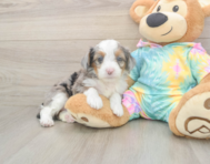 8 week old Mini Aussiedoodle Puppy For Sale - Florida Fur Babies