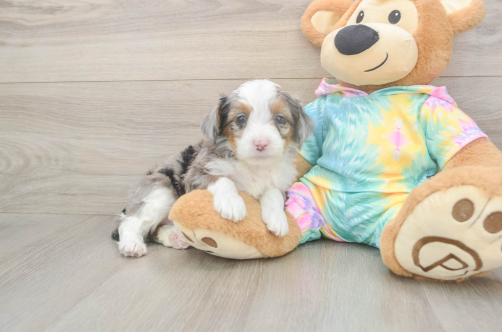 5 week old Mini Aussiedoodle Puppy For Sale - Florida Fur Babies