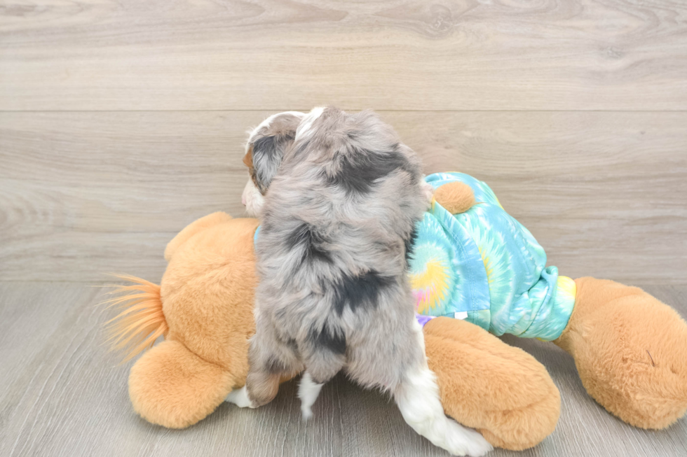 Mini Aussiedoodle Puppy for Adoption