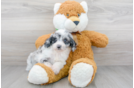 Meet Panama - our Mini Aussiedoodle Puppy Photo 2/3 - Florida Fur Babies