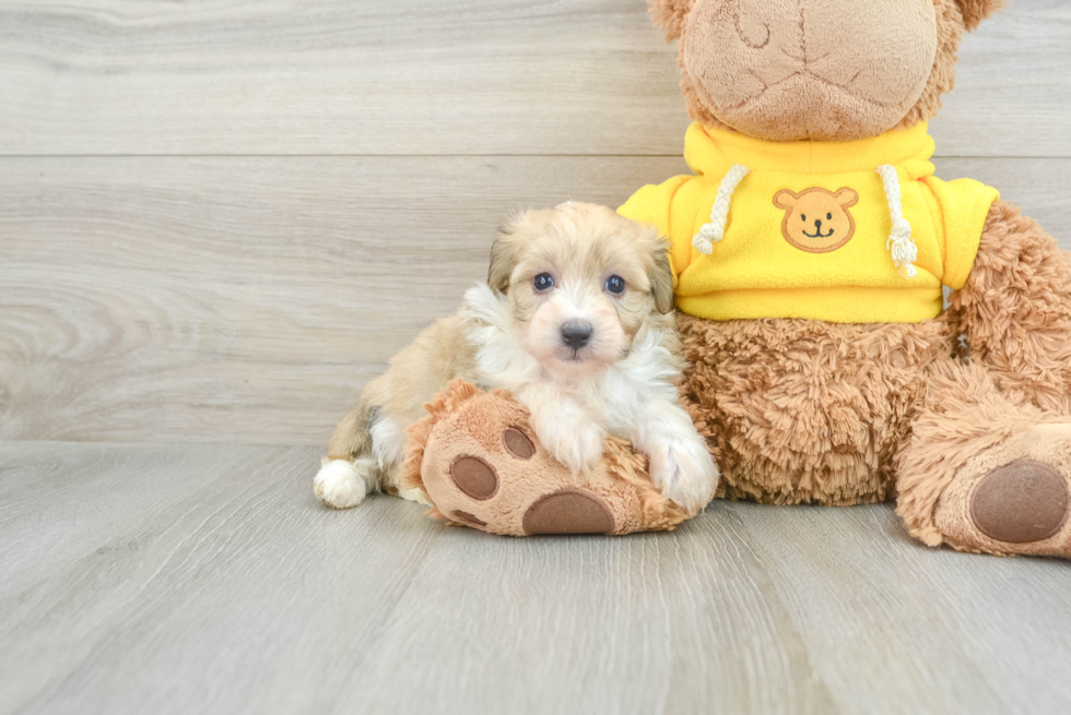 Mini Aussiedoodle Puppy for Adoption