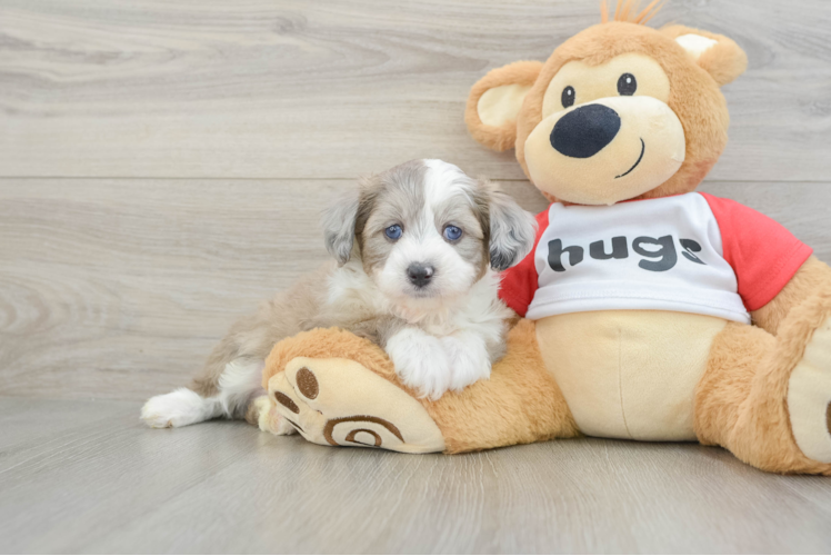 Popular Mini Aussiedoodle Poodle Mix Pup