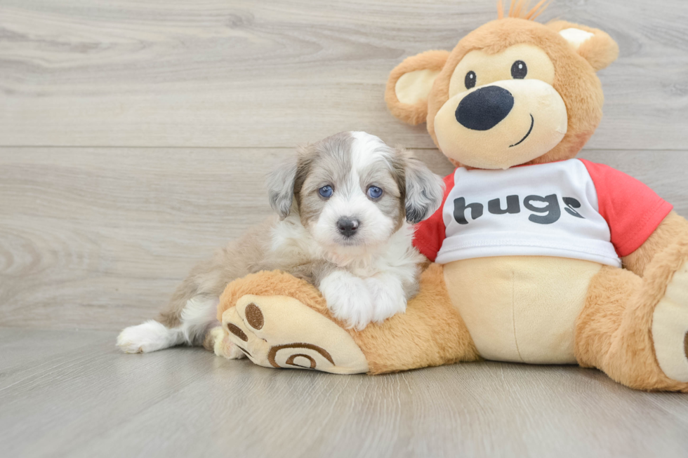 Popular Mini Aussiedoodle Poodle Mix Pup