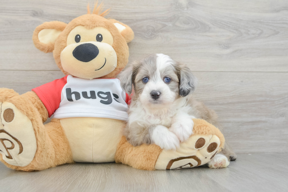 Mini Aussiedoodle Puppy for Adoption