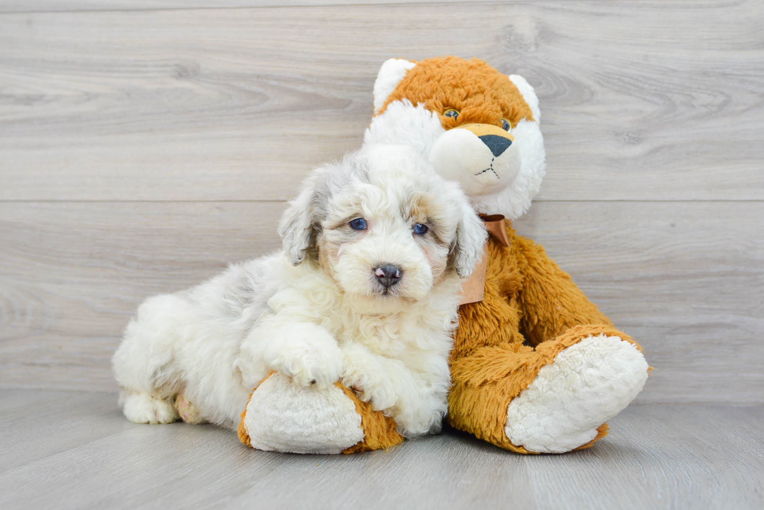 Cute Mini Aussiedoodle Panerai 7lb 14oz Doodle Puppy